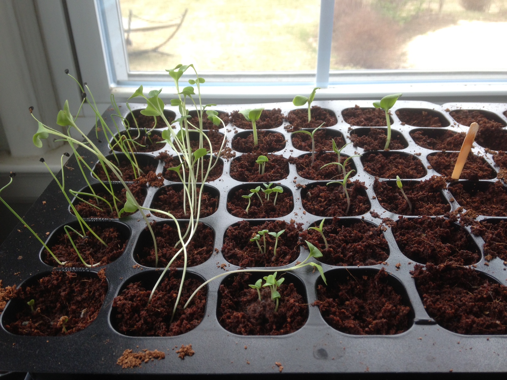 Christina Dobi How to start from seeds for a garden